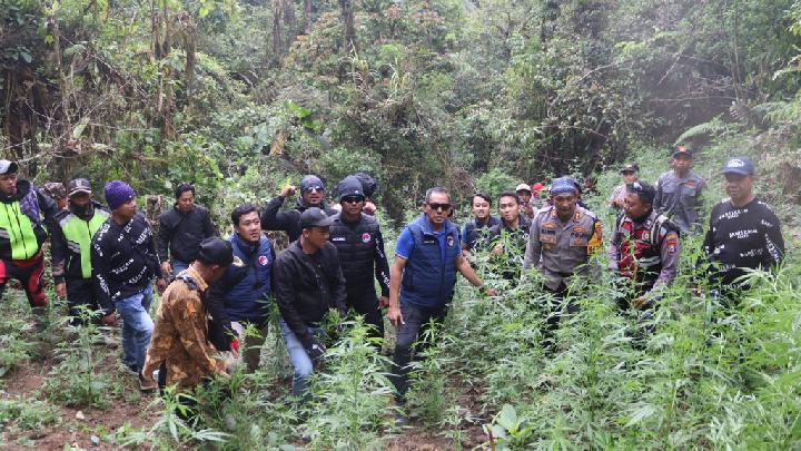 Penemuan Ladang Ganja Di Lereng Gunung Bromo: Fakta, Klarifikasi, Dan Penegakan Hukum